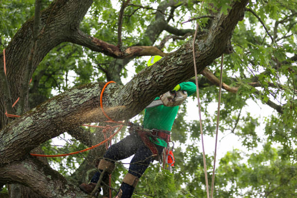 Soil Testing and Treatment in Ivanhoe, TX