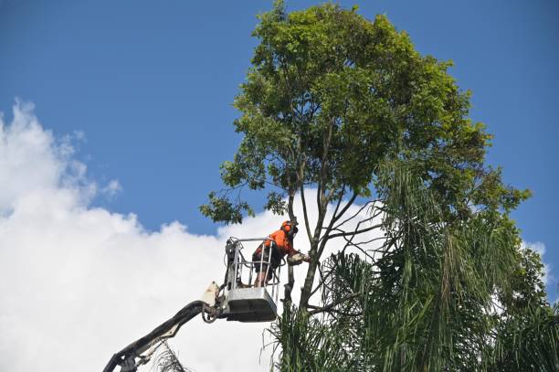 Ivanhoe, TX Tree Services Company