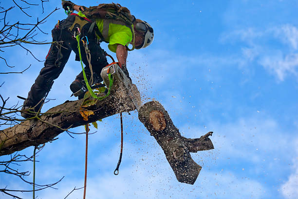 Leaf Removal in Ivanhoe, TX